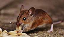 24 Hour & Emergency Exterminators in Woodville, WI
